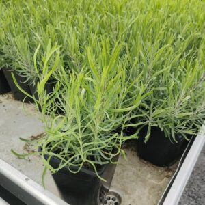 Lavandula angustifolia DWARF BLUE Co 1,5-2