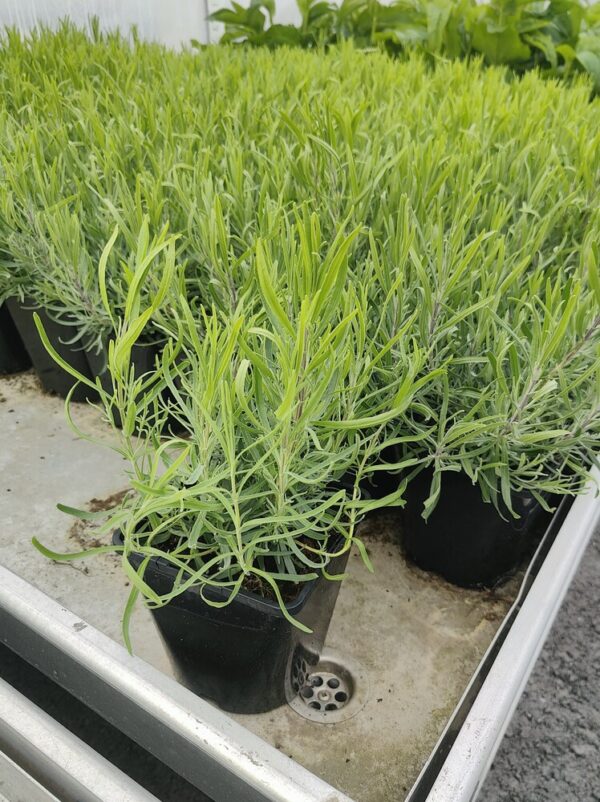 Lavandula angustifolia DWARF BLUE Co 1,5-2