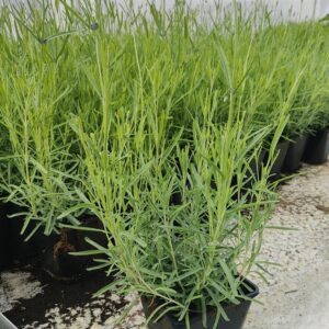Lavandula angustifolia HIDCOTE Co 1,5-2