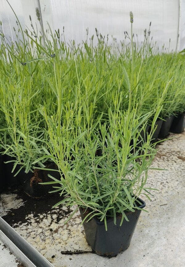 Lavandula angustifolia HIDCOTE Co 1,5-2