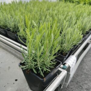 Lavandula angustifolia ROSEA Co 1,5-2