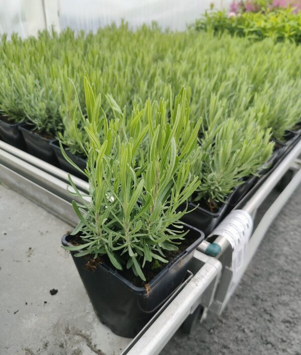 Lavandula angustifolia ROSEA Co 1,5-2