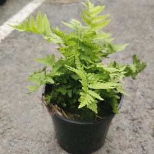 Matteuccia struthiopteris Co1,5-2