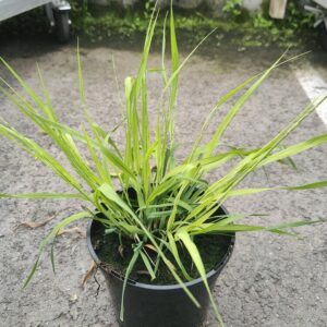 Molinia caerulea MOORHEXE Co1,5-2