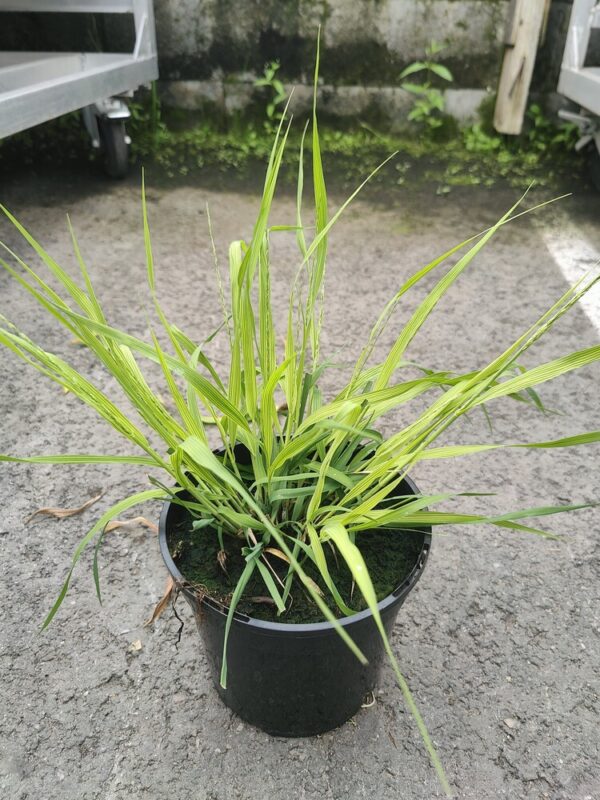 Molinia caerulea MOORHEXE Co1,5-2