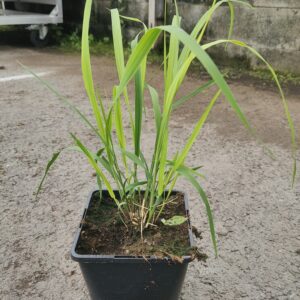 Molinia caerulea var. arundicaea TRANSPARENT Co1,5-2