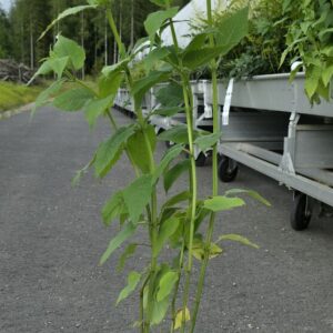 Monarda didyma CAMBRIDGE SCARLET Co1,5-2
