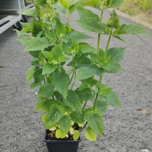 Monarda didyma BEE FREE Co1,5-2