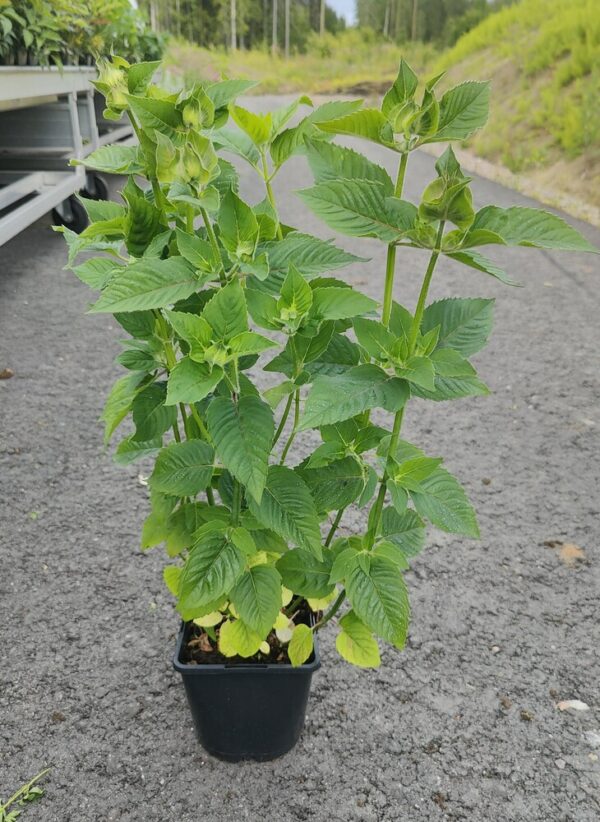 Monarda didyma BEE FREE Co1,5-2