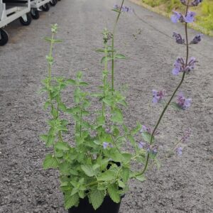 Nepeta x fassenii  SIX HILLS GIANT Co1,5-2