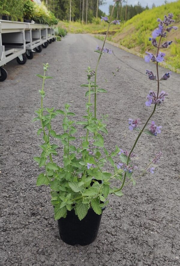 Nepeta x fassenii  SIX HILLS GIANT Co1,5-2
