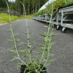 Perovskia atripcifolia BLUE SPIRE Co1,5-2