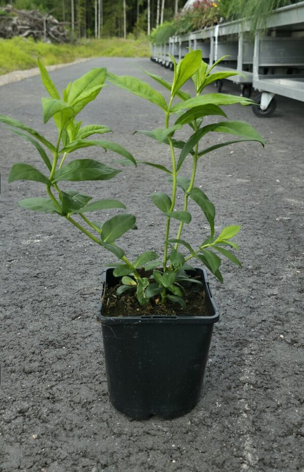 Phlox paniculata DANIELLE Co1,5-2