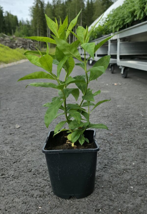 Phlox paniculata ORANGE PERFECTION Co1,5-2