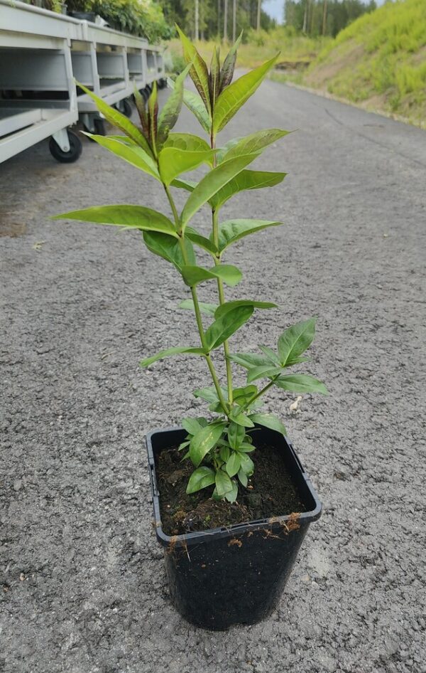 Phlox paniculata BLUE BOY Co1,5-2