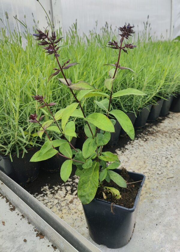 Phlox paniculata BLUE PARADISE Co 1,5-2