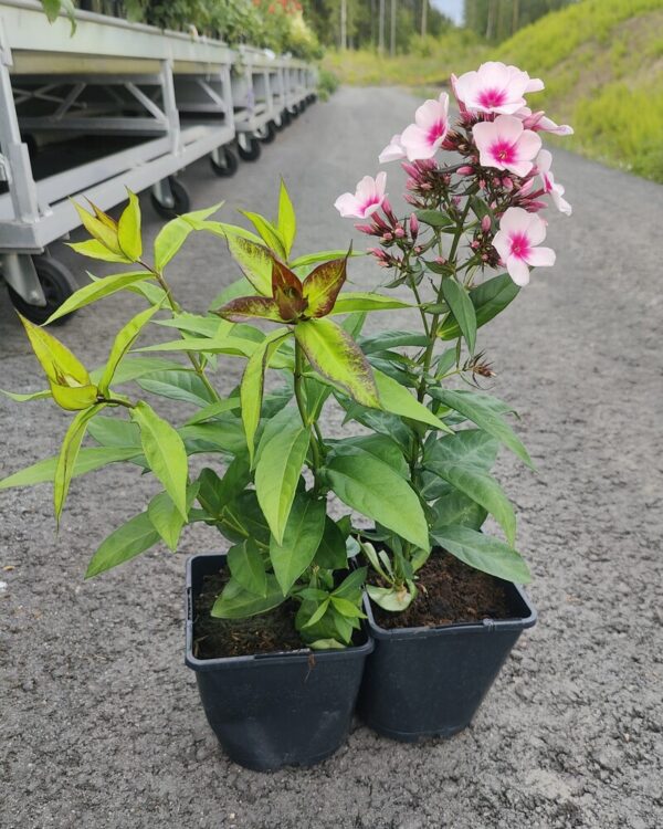 Phlox paniculata BRIGHT EYES Co1,5-2