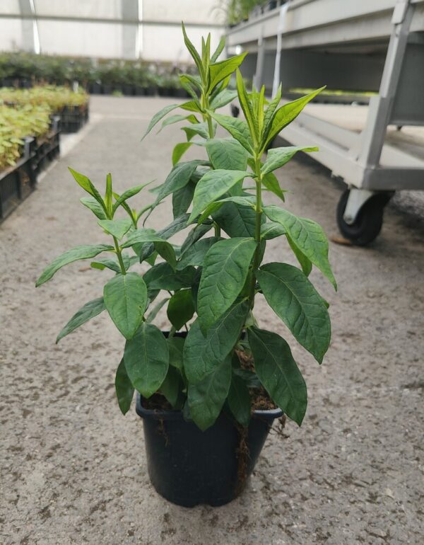 Phlox paniculata JEFF′S PINK Co1,5-2