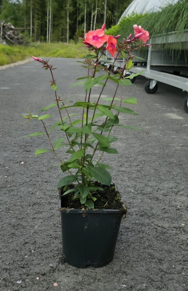 Phlox paniculata SPITFIRE Co1,5-2