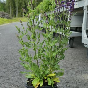Salvia  x sylvestris BLAUKÖNIGIN  Co1,5-2