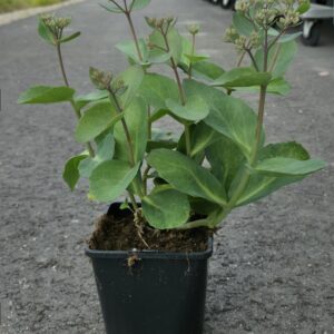 Sedum telephium MATRONA