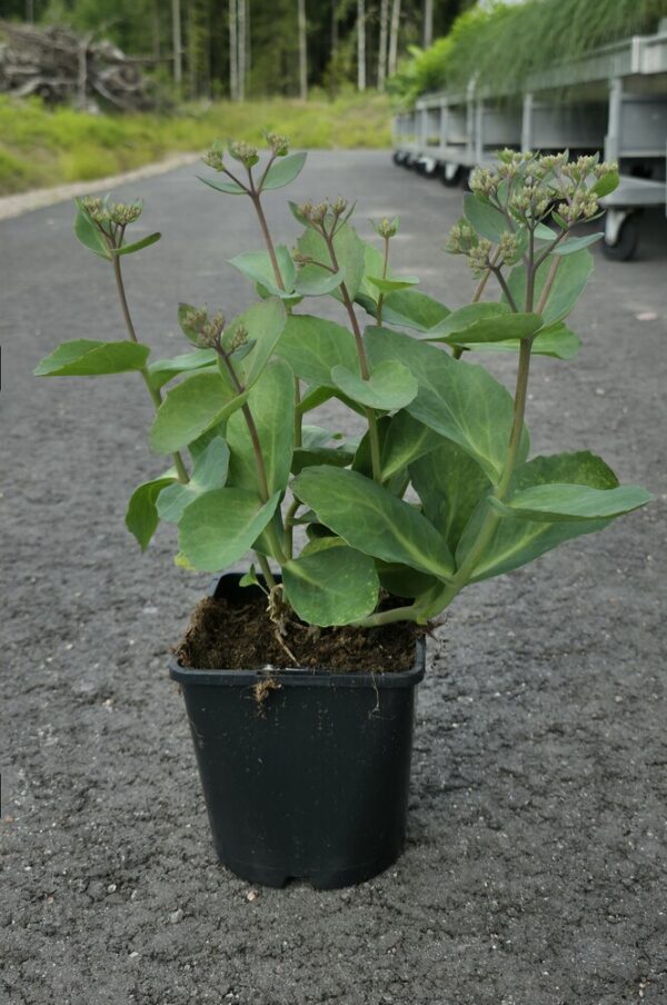 Sedum MATRONA Co1,5-2