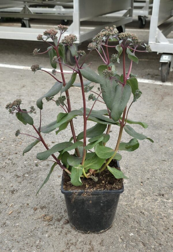 Sedum spurium PURPLE EMPEROR Co1,5-2