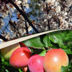 Prunus cerasifera KOMETA