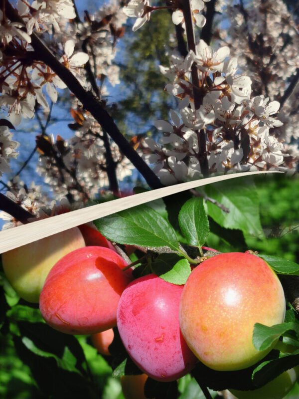 Prunus cerasifera KOMETA