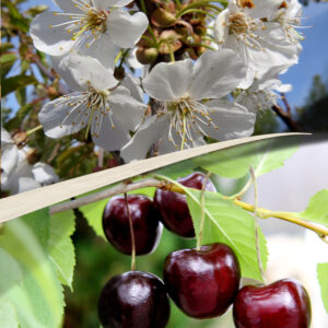 Prunus cerasus SUKLAAKIRSIKKA
