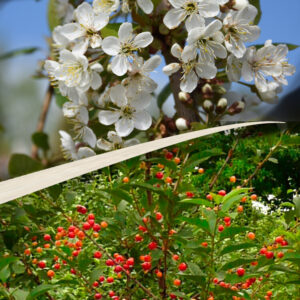 Prunus cerasus TAMARIS