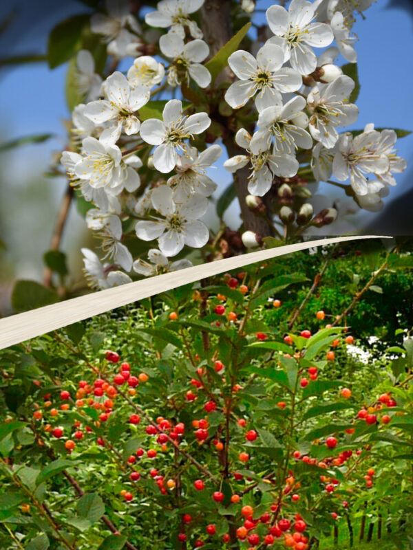 Prunus cerasus TAMARIS