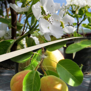 Pyrus communis LADA