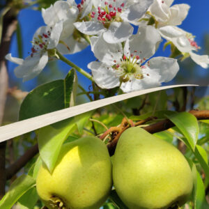 Pyrus communis TSHIZHOVSKAJA (SISKA)
