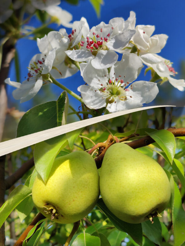 Pyrus communis TSHIZHOVSKAJA (SISKA)
