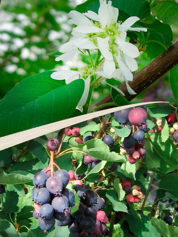 Amelanchier NORTHLINE