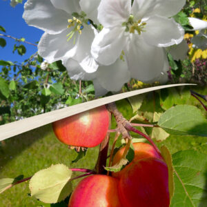 Malus HYVINGIENSIS
