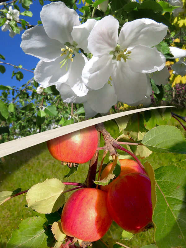 Malus HYVINGIENSIS