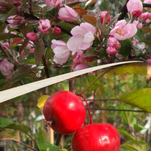 Malus KADETTI