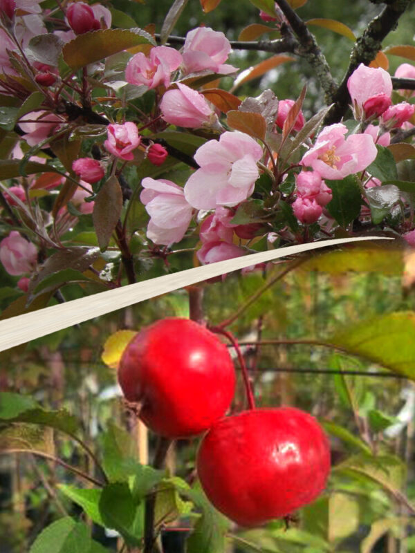 Malus KADETTI
