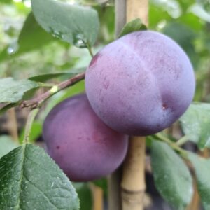 Prunus domestica HARMONIJA