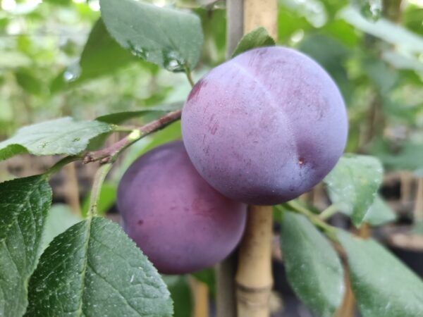 Prunus domestica HARMONIJA