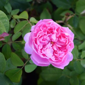 Rosa MADAME BOLL