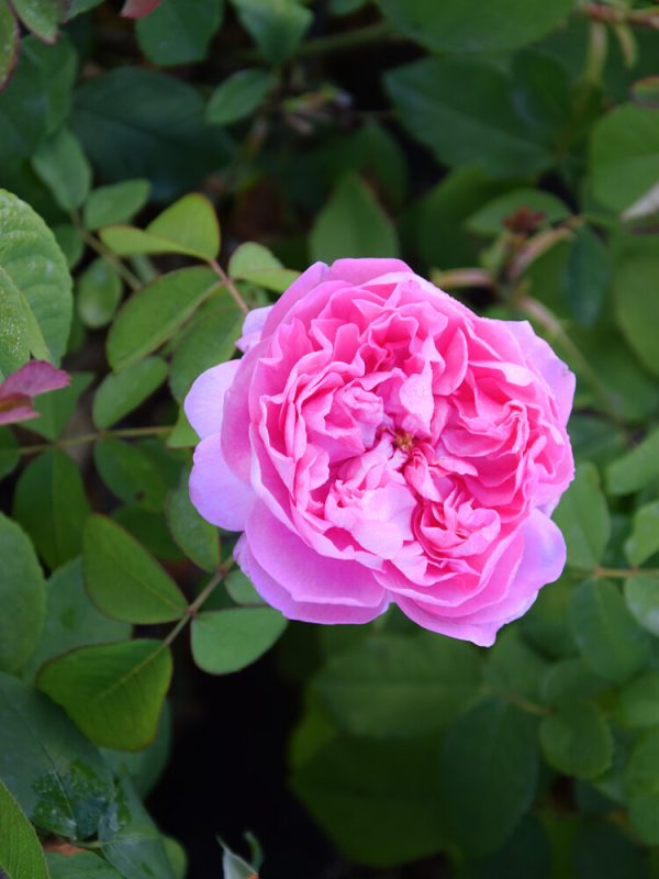 Rosa MADAME BOLL