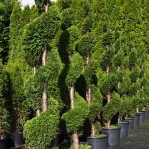 Thuja occ. SMARAGD 180-200 Spiral