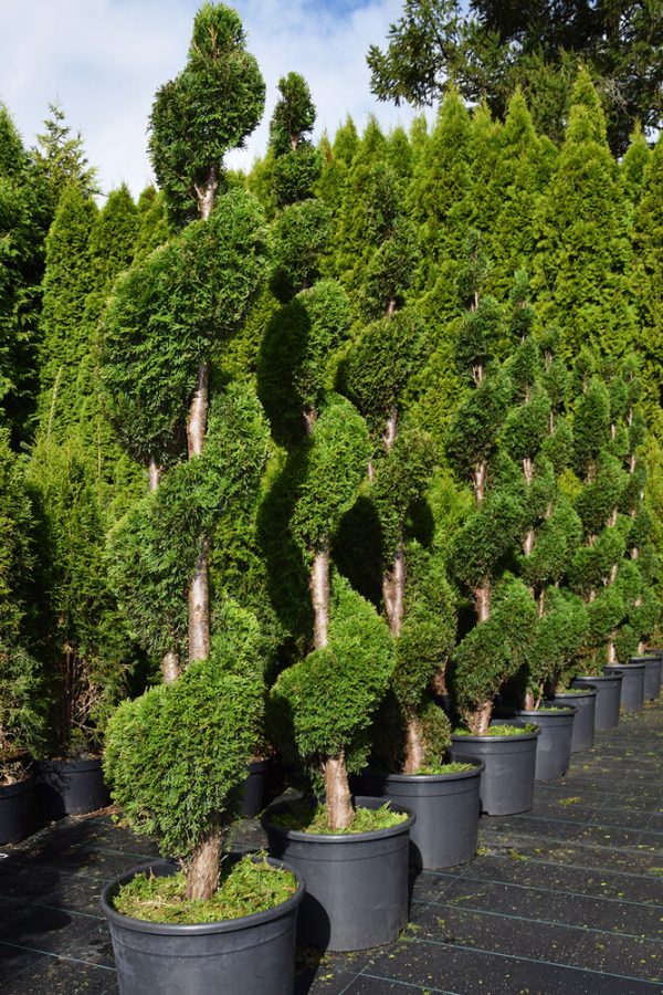 Thuja occ. SMARAGD 180-200 Spiral