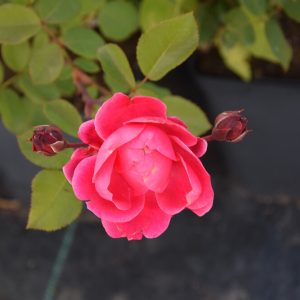Rosa ALEXANDER MACKENZIE