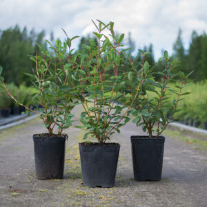 Lonicera caerulea var. kamtschatica SINICZKA