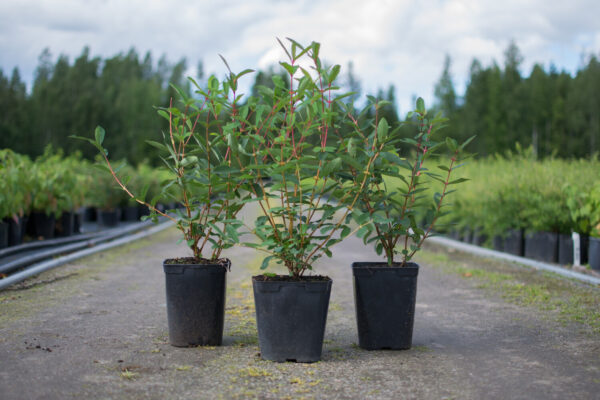 Lonicera caerulea var. kamtschatica SINICZKA