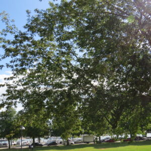 Acer negundo
